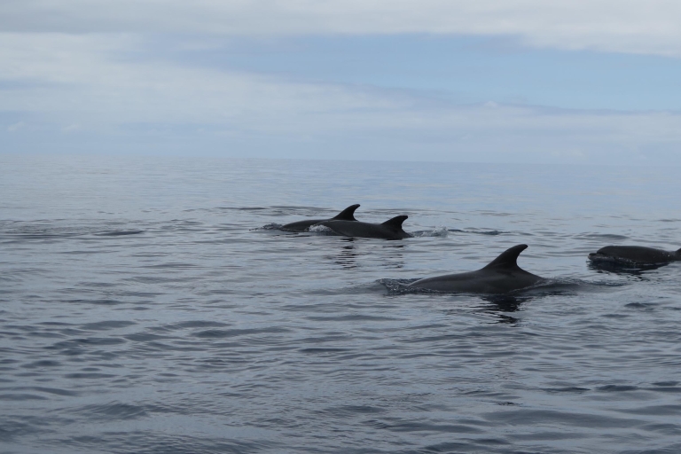Madère : excursion d'observation des baleines garantie