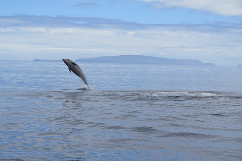 Madeira: Tour garantito per l&#039;osservazione delle balene o dei delfiniMadeira: Tour garantito per l&#039;avvistamento di balene o delfini