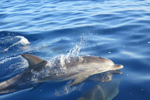 Madera: gwarantowana wycieczka z obserwacją wielorybów