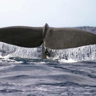 Madeira: excursão garantida de observação de baleias ou golfinhos