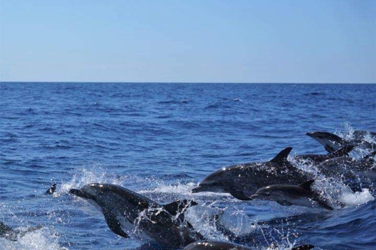 Madeira: Garantierte Walbeobachtungstour