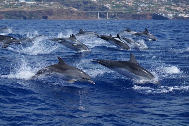 Madeira: Garantierte Walbeobachtungstour