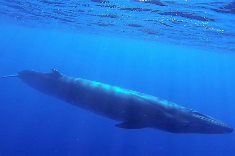 Madère : excursion d'observation des baleines garantie