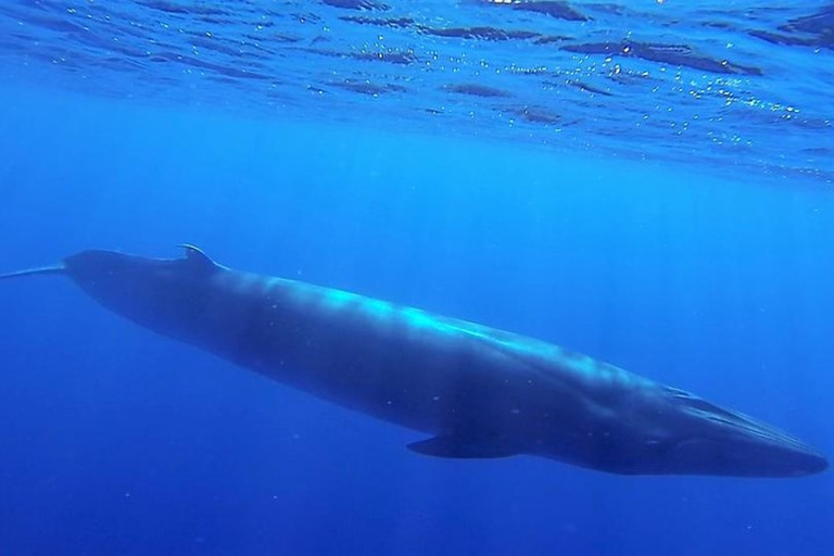 Madère : excursion d'observation des baleines garantie