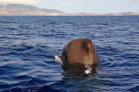 Madeira: tour de avistamiento de ballenas garantizado