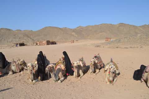 Marsa Alam: Sunset Quad Bike Safari with Dinner and Show