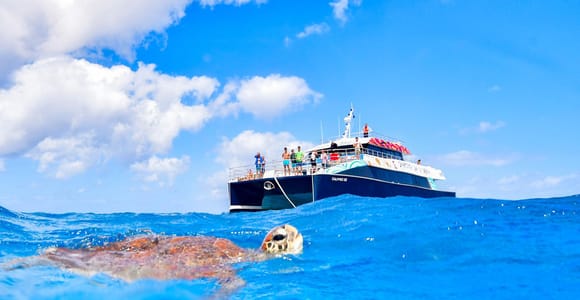 Cairns: Great Barrier Reef Premium Snorkel, Dive & Culture