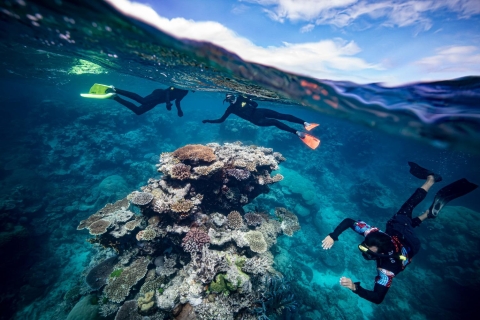 Van Cairns: snorkelervaring bij het Great Barrier ReefVan Cairns: Great Barrier Reef Snorkelcruise & Introduik