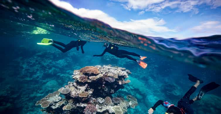 Ab Cairns Schnorchel Erlebnis Am Great Barrier Reef GetYourGuide