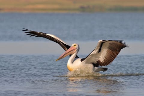Murray Mouth Cruise