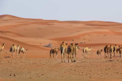 alhajar mountains private safari with sunset bbq dinner