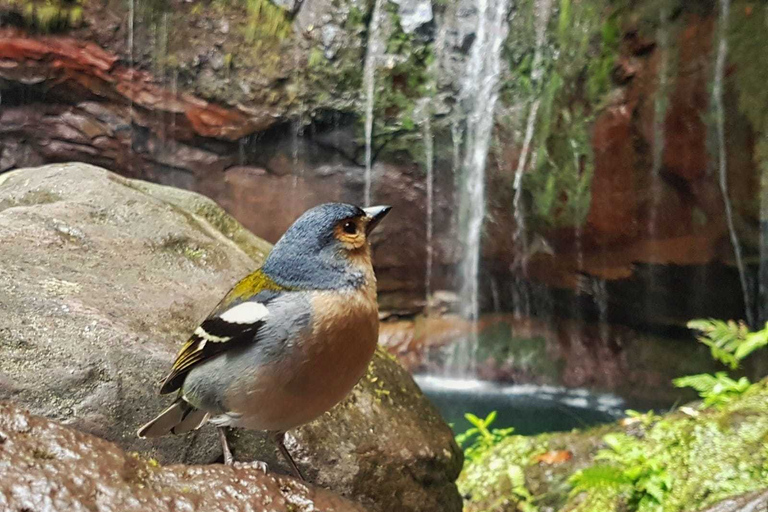 Madeira: Full-Day Rabaçal Valley Levada Walk