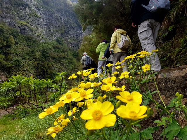 Madeira: Full-Day Rabaçal Valley Levada Walk