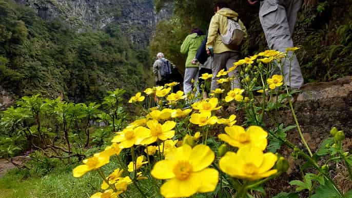 madeira fullday rabaçal valley levada walk