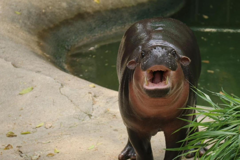 Att se Moo Deng på Khao Kheow Open Zoo