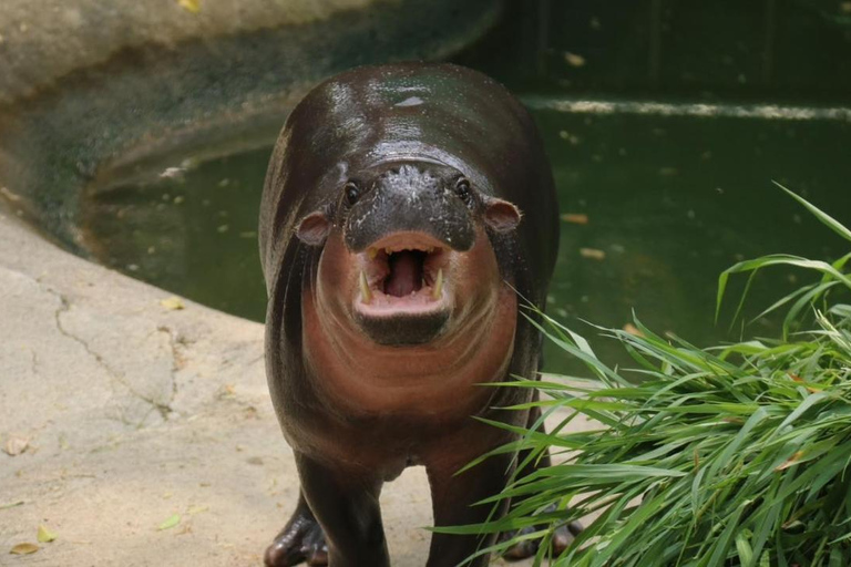 Ver Moo Deng no Jardim Zoológico Aberto de Khao Kheow