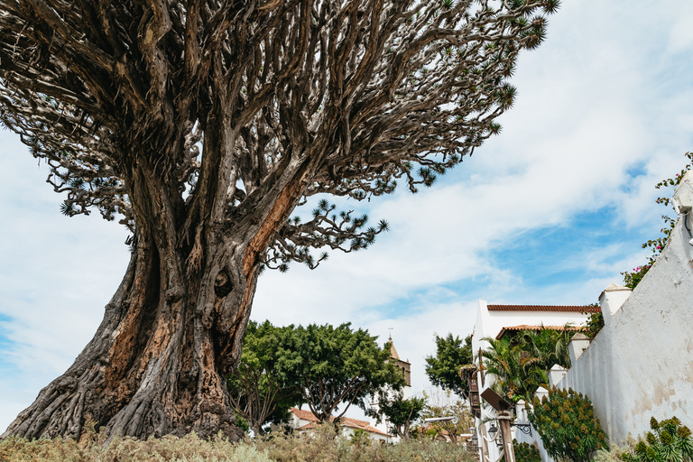 Icod de los Vinos: biglietto per albero del drago e giardino botanico