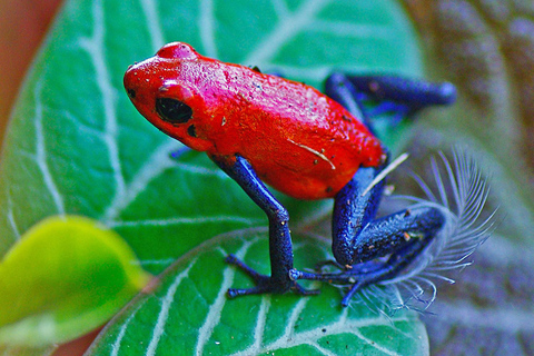 Parque Nacional Carara: Caminhada guiada Carara Costa Rica Natureza