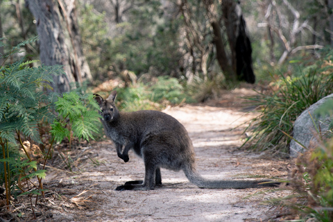 From Hobart: 4-Day Guided Freycinet National Park Walk