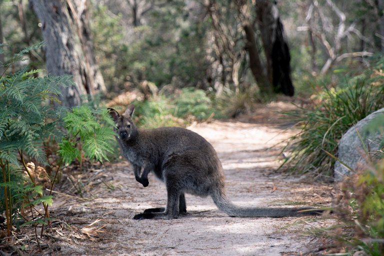 From Hobart: 4-Day Guided Freycinet National Park Walk