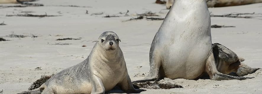 From Adelaide or Glenelg: Kangaroo Island Private Group Tour