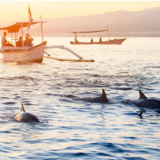 Lovina: Sunrise Dolphin Watching Tour per piccoli gruppi