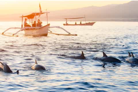 Lovina: Excursão para pequenos grupos em Sunrise Dolphin Watching