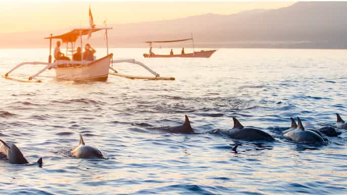 lovina sunrise dolphin watching small group tour