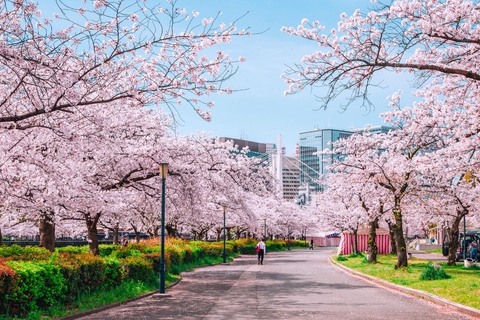 Tokyo Cherry Blossom Walking Tour & Hanami Experience