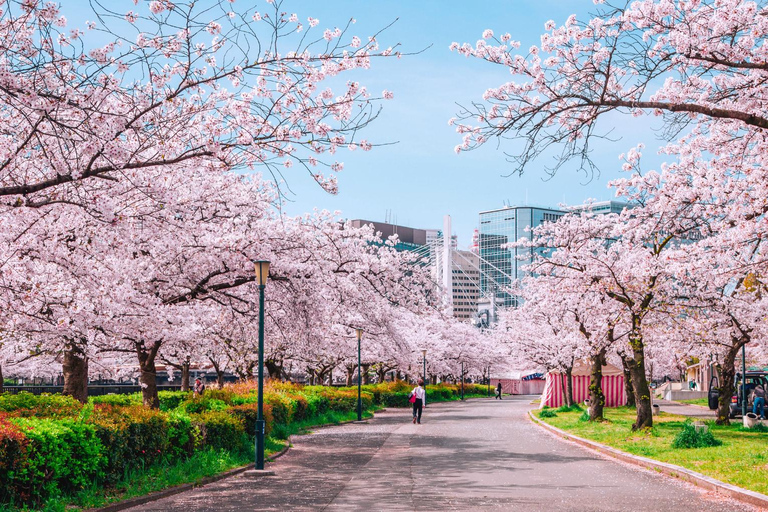 Tokyo Cherry Blossom Walking Tour & Hanami Experience
