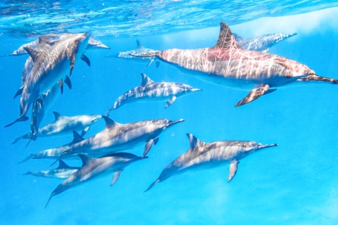 Marsa Alam: Nurkowanie z rurką na Rafie Delfinów Sataya