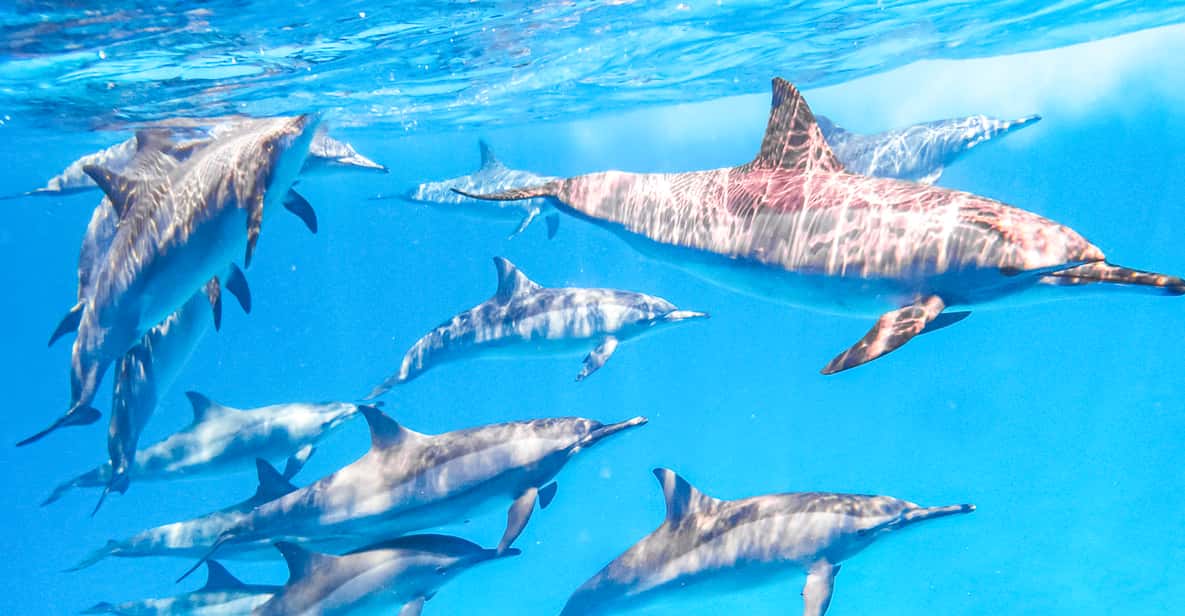 Marsa Alam: Snorkeling Trip to Satayh Dolphin Reef