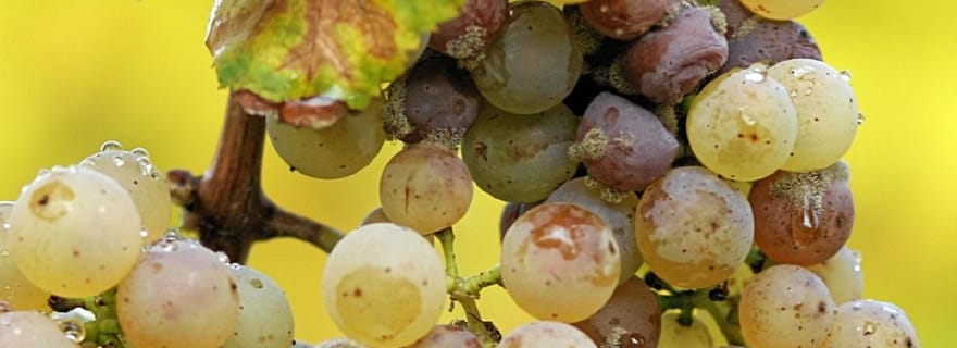 Depuis Adélaïde : Visite des vignobles de la vallée de Clare