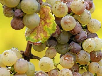 Från Adelaide: Clare Valley Winery Tour