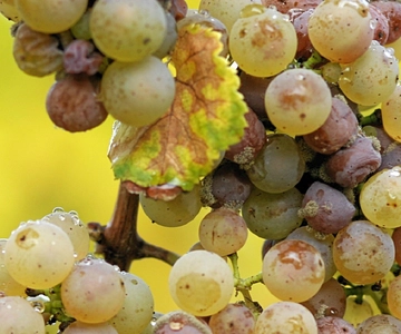 Desde Adelaida Visita a las Bodegas del Valle de Clare