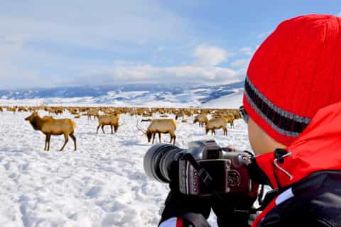 From Jackson: 4-Hour Eco Safari in Grand Teton National Park