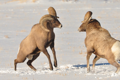 From Jackson: 4-Hour Eco Safari in Grand Teton National Park Sunset Grand Teton Wildlife Tour