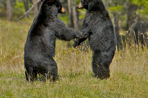From Jackson: 4-Hour Eco Safari in Grand Teton National Park Sunset Grand Teton Wildlife Tour