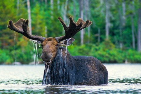 From Jackson: 4-Hour Eco Safari in Grand Teton National Park Sunset Grand Teton Wildlife Tour