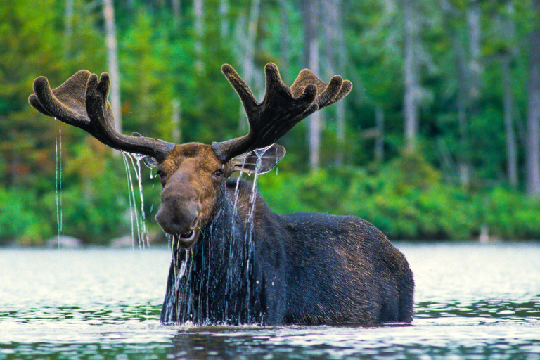 From Jackson: 4-Hour Eco Safari in Grand Teton National Park Sunset Grand Teton Wildlife Tour