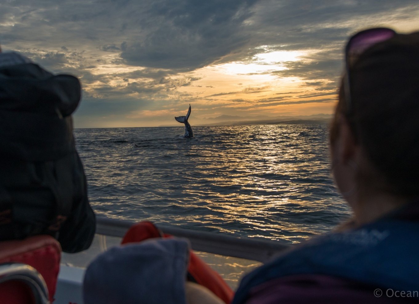 Knysna: Close Encounter Whale Watching Tour med bådtur