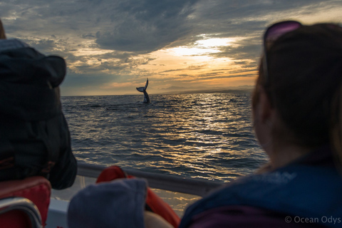 Knysna: Close Encounter Whale Watching Tour by Boat