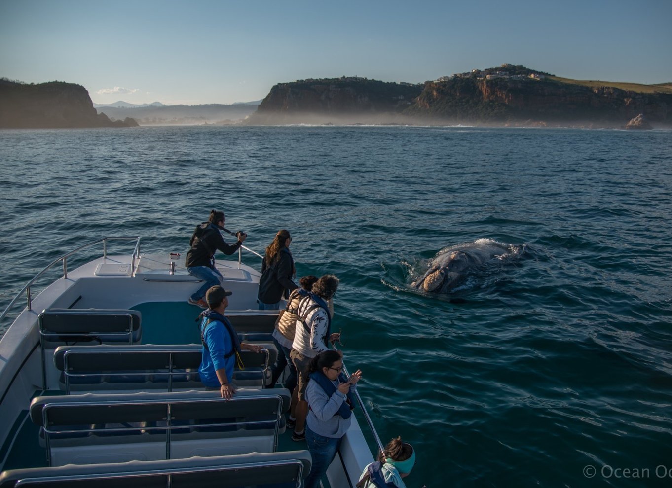 Knysna: Close Encounter Whale Watching Tour med bådtur