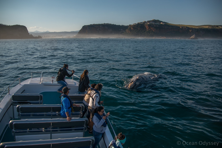Knysna: Close Encounter Whale Watching Tour by Boat