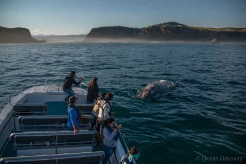 Knysna Close Encounter Whale Watching Tour