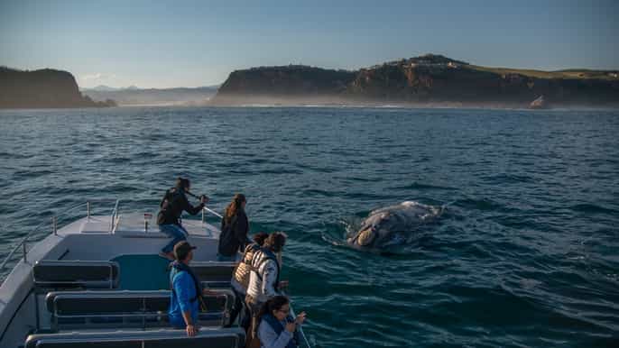 excursão de encontro e observação de baleias em knysna