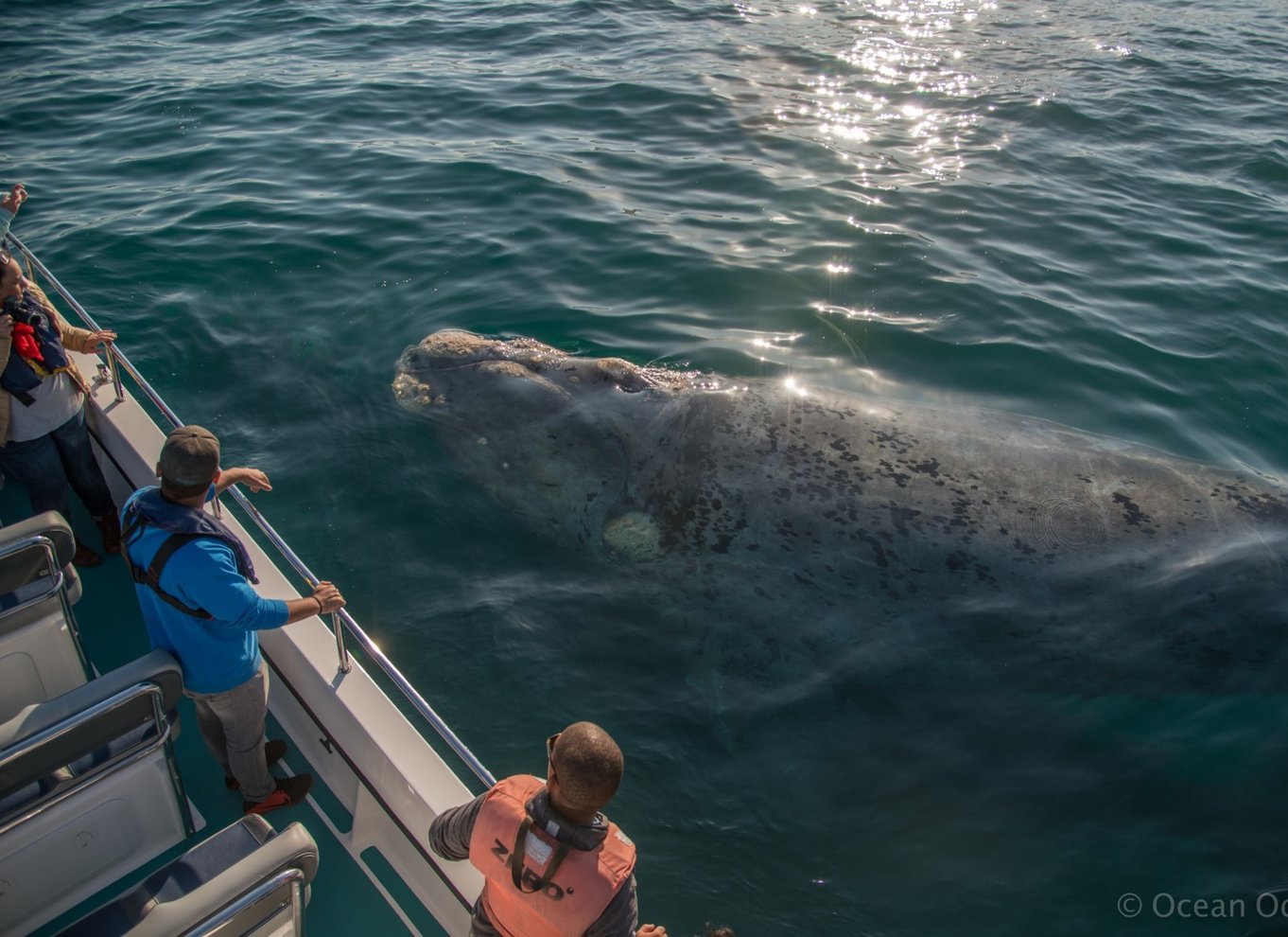Knysna: Close Encounter Whale Watching Tour med bådtur