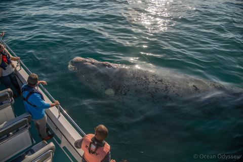 Knysna: Close Encounter Whale Watching Tour by Boat