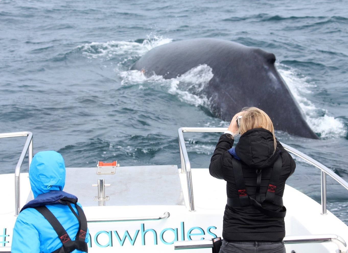 Knysna: Close Encounter Whale Watching Tour med bådtur