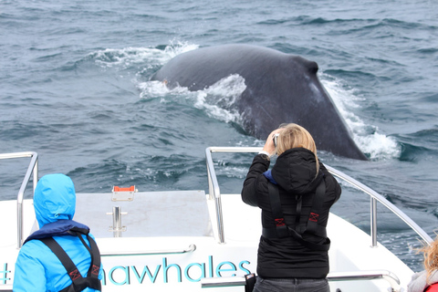 Knysna: Close Encounter Whale Watching Tour by Boat